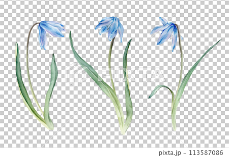 Set of the light blue first spring flowers. Watercolor botanical illustration of delicate lilac flowers. Three scillas hand drawn isolated on white background. little bouquet. 113587086