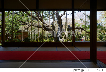 宝泉院 盤桓園の五葉の松 京都市左京区大原 宝泉院 盤桓園の五葉の松 京都市左京区大原 113587331