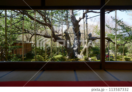 宝泉院　盤桓園の五葉の松　京都市左京区大原 113587332