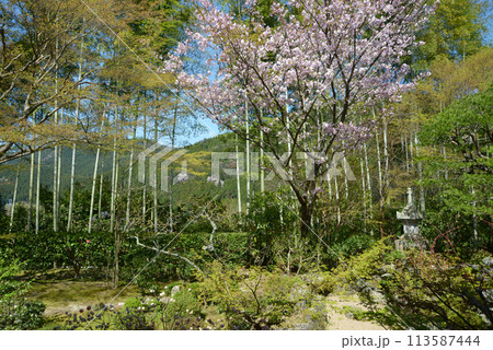 宝泉院　盤桓園の桜　京都市左京区大原 113587444
