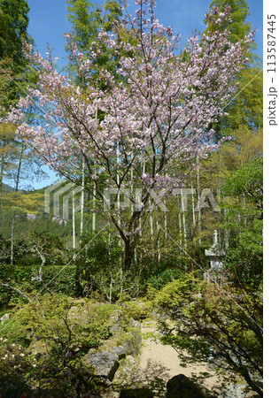 宝泉院　盤桓園の桜　京都市左京区大原 113587445