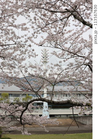 鉄塔と桜 鉄塔と桜 113587630
