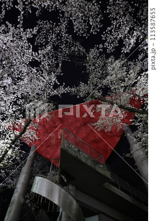 夜景と桜のライトアップ 御津山園地 夜景と桜のライトアップ 御津山園地 113587655