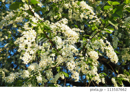 Prunus padus, bird cherry, hackberry, hagberry, or Mayday tree is a flowering plant. It is a species of cherry, a deciduous small tree or large shrub. Spring in Warsaw, blooming branches 113587662
