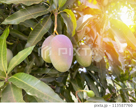 Mango healthy fruit Mango healthy fruit 113587760