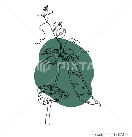Outline illustration of pea pod on a vine, a green curly shoot against a background of a green spot 113587856