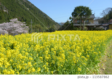 春の京都大原 菜の花畑 京都市左京区 春の京都大原 菜の花畑 京都市左京区 113587862