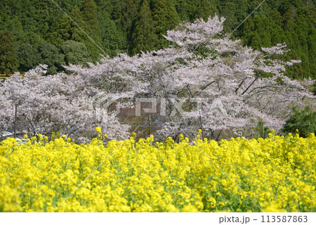 春の京都大原　桜の菜の花　京都市左京区 113587863