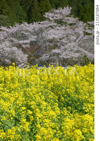 春の京都大原 桜の菜の花 京都市左京区 春の京都大原 桜の菜の花 京都市左京区 113587864