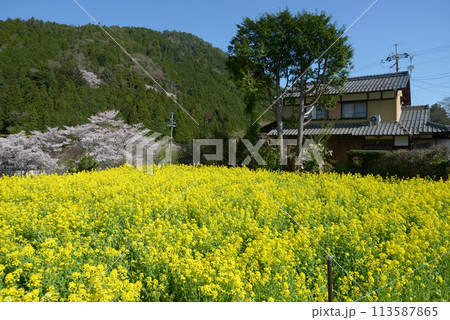 春の京都大原　菜の花畑　京都市左京区 113587865