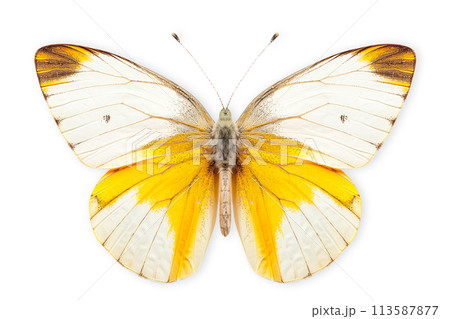 Beautiful Pieridae butterfly isolated on a white background with clipping path 113587877