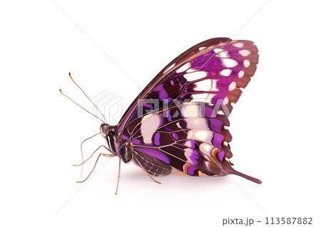 Beautiful Purple Emperor butterfly isolated on a white background. Side view Beautiful Purple Emperor butterfly isolated on a white background. Side view 113587882