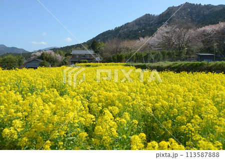 春の京都大原 菜の花畑 京都市左京区 春の京都大原 菜の花畑 京都市左京区 113587888