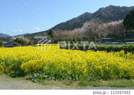 春の京都大原 菜の花畑 京都市左京区 春の京都大原 菜の花畑 京都市左京区 113587891