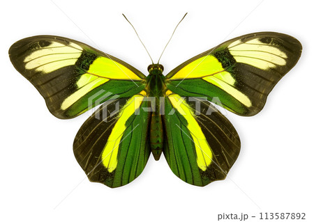Beautiful Priam's green Birdwing butterfly isolated on a white background with clipping path 113587892