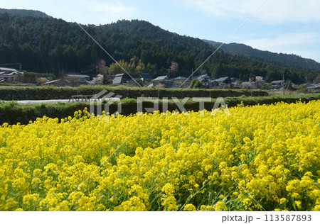 春の京都大原　菜の花畑　京都市左京区 113587893