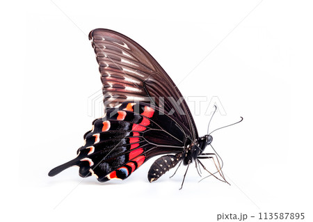 Beautiful Scarlet Mormon butterfly isolated on a white background. Side view 113587895