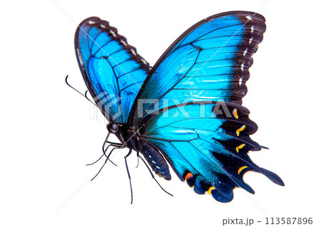 Beautiful Blue Ulysses butterfly isolated on a white background with clipping path 113587896