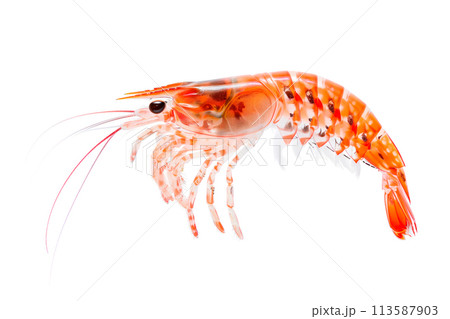 a close up of a shrimp on a white background 113587903