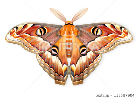 Beautiful Atlas Moth butterfly isolated on a white background with clipping path 113587904
