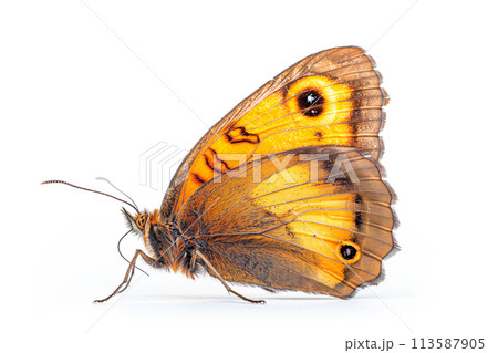 Beautiful Gatekeeper butterfly isolated on a white background. Side view 113587905