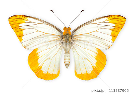 Beautiful Pieridae butterfly isolated on a white background with clipping path 113587906
