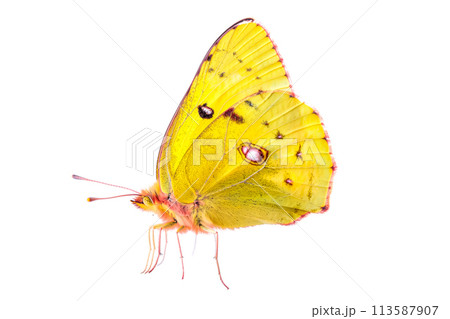 Beautiful Clouded Yellow butterfly isolated on a white background with clipping path. Side view. 113587907