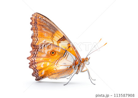 Beautiful Sri Lankan Ceylon Rose butterfly isolated on a white background. Side view 113587908