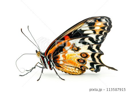 Beautiful Glory of Bhutan or Goliath butterfly isolated on a white background. Side view 113587915