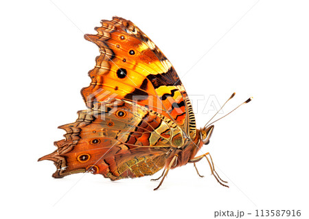 Beautiful Comma butterfly isolated on a white background. Side view 113587916