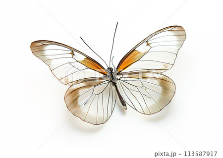 Beautiful Glasswing Yellow butterfly isolated on a white background with clipping path 113587917