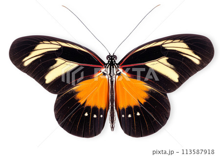 Beautiful Doris Longwing or Double-banded Postman butterfly isolated on a white background with clipping path 113587918