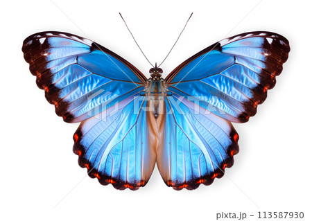 Beautiful Blue Morpho butterfly isolated on a white background with clipping path 113587930
