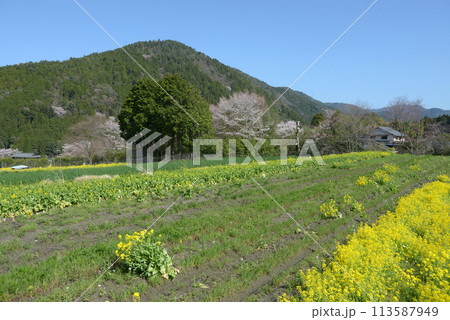 春の京都大原　田園風景　京都市左京区 113587949
