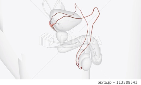 The ductus deferens, or vas deferens, is a fibromuscular tube that is continuation of the epididymis and is an excretory duct of the testis 113588343