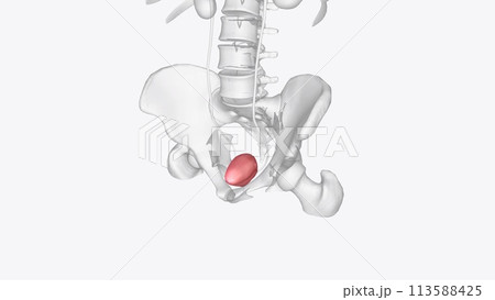 The urinary bladder is a hollow, spherical-shaped organ that holds urine 113588425