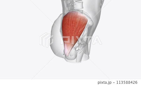 The gluteus medius, one of the three gluteal muscles, is a broad, thick, radiating muscle 113588426