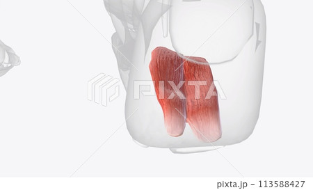 The function of quadratus plantae is to help straighten the pull The function of quadratus plantae is to help straighten the pull 113588427