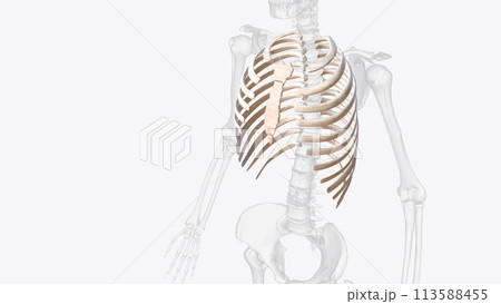 The rib cage consists of 24 ribs , which are attached to a long, flat bone in the centre of the chest called the sternum 113588455