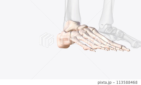 Bones of right ankle and foot 113588468