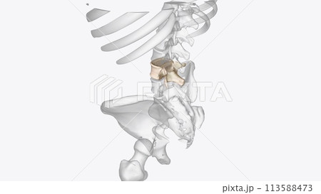 The fourth cervical vertebra (C4) is centrally located in the cervical (or neck) region of the spinal column The fourth cervical vertebra (C4) is centrally located in the cervical (or neck) region of the spinal column 113588473