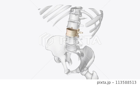 The upper pole of the left kidney lies at the level of the 12th thoracic vertebra, and the lower pole lies at the level of the third lumbar vertebra 113588513