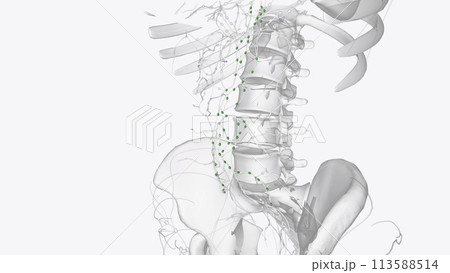 The periaortic lymph nodes are a group of lymph nodes that lie in front of the lumbar vertebrae near the aorta The periaortic lymph nodes are a group of lymph nodes that lie in front of the lumbar vertebrae near the aorta 113588514