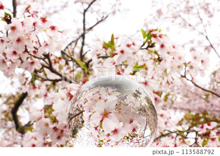 水晶と桜 水晶と桜 113588792