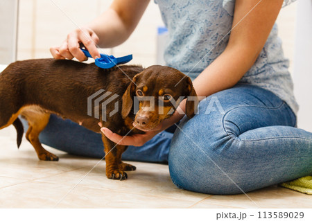 Woman brushing her dachshund dog 113589029