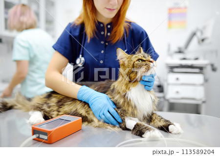 Vet measures a tomcat's blood pressure. Veterinarian doctor examining a Maine Coon cat at veterinary clinic. Pet health. Vet measures a tomcat's blood pressure. Veterinarian doctor examining a Maine Coon cat at veterinary clinic. Pet health. 113589204