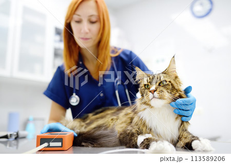 Vet measures a tomcat's blood pressure. Veterinarian doctor examining a Maine Coon cat at veterinary clinic. Pet health. 113589206