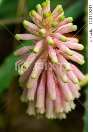Exquisite Pink Flower Blooming Gracefully on Pure White Background, Natures Elegance in Full Display 113589247