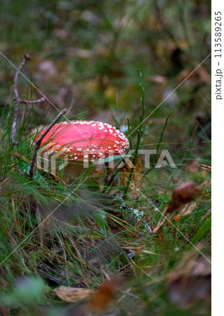Red and white toadstool mushroom closeup in the forest among the foliage on the ground 113589265