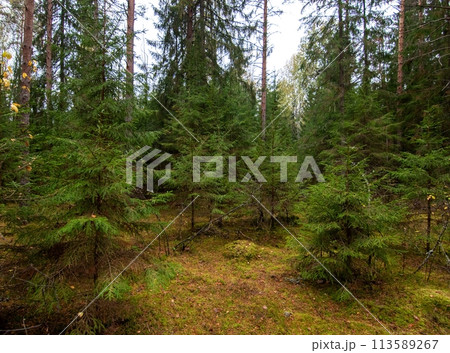 Tranquil Clearing Surrounded by Towering Lush Green Trees in a Dense Forest 113589267